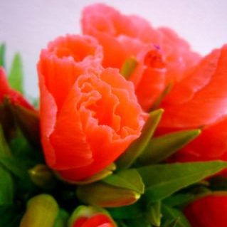 ジューンサーモン