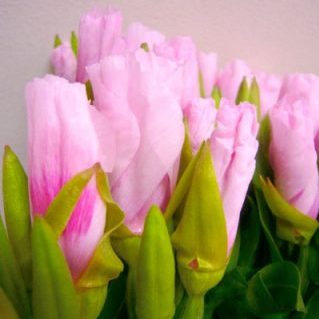 ジューンサーモンピンクアイ