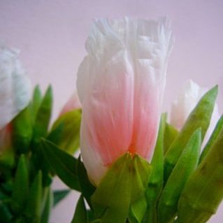 ジューンライトサーモン