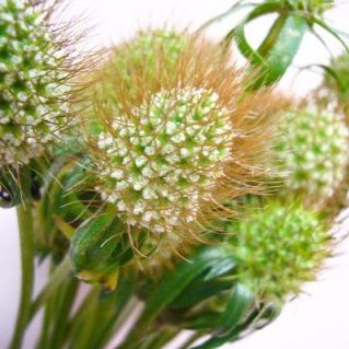 スカビオサ　実