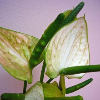 スノーウィーアンティーク