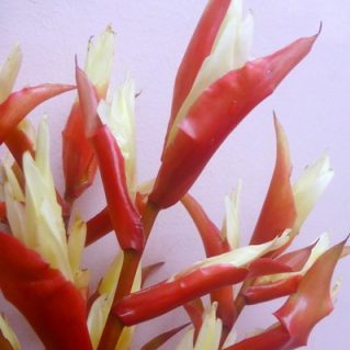 スノーホワイト