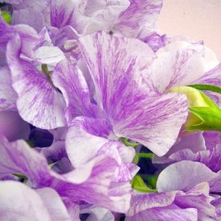 スプラッシュパープル