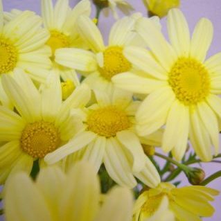 スーパーレモネード