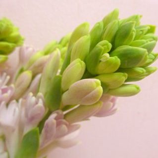 センセーション（チューベローズ）