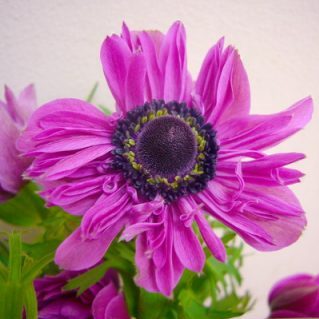 セントブリジット