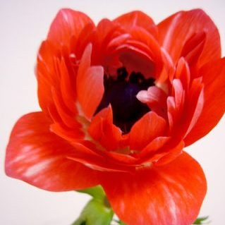 セントブリッジ