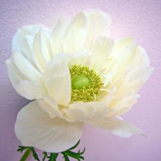 セントブリッジホワイト