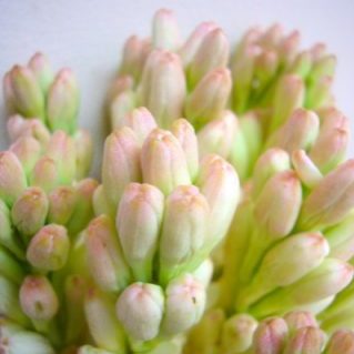 ダブルホワイト