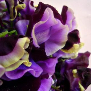 ダンスクイーン