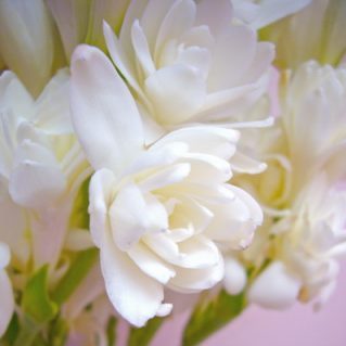 チューベローズ