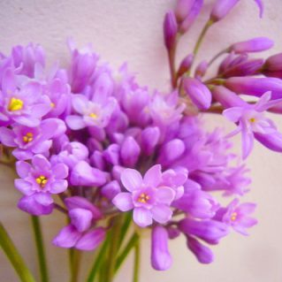 ツルバキアピンク