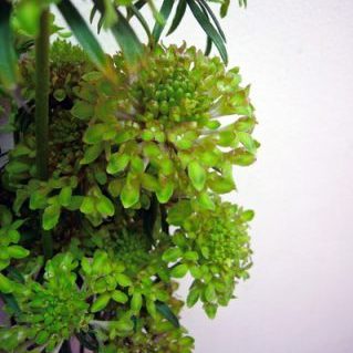 テラプチグリーン