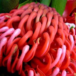 テロピアワラタ