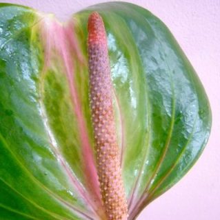 ディスカスグリーン