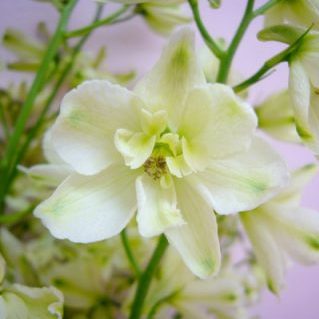 トリックイエロー