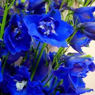 トリトンブルー