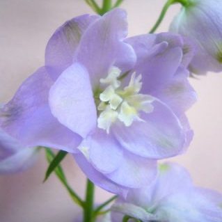 トリトンラベンダー