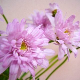 ドリームパラソル