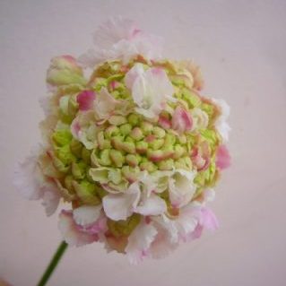 ナナライトピンク