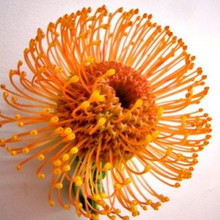 ハリーチタック