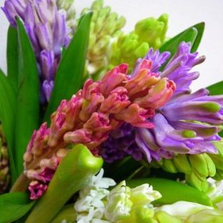 ヒヤシンス5ミックス