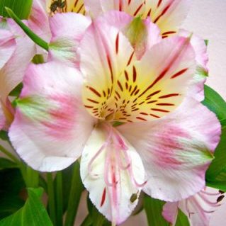 ピンクティアラ