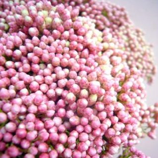 ピンクパンサー