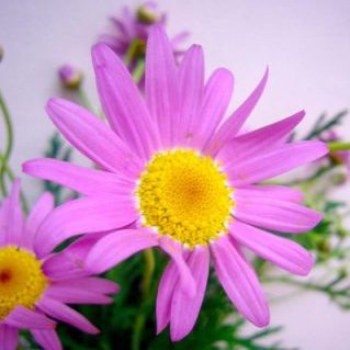 ピーチシュガー