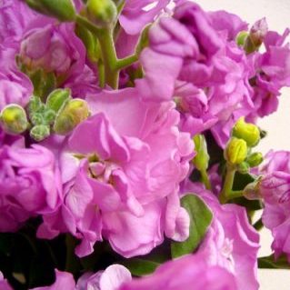 ファンタジーカルテット