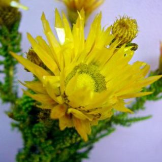 フェノコマイエロー