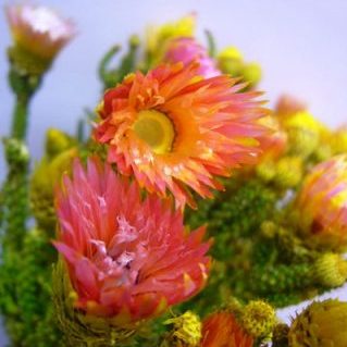 フェノコマオレンジ