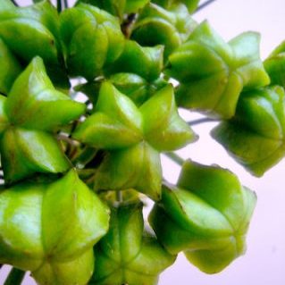 フリチラリア　シード