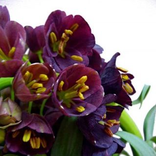 フリチラリアペルシカ