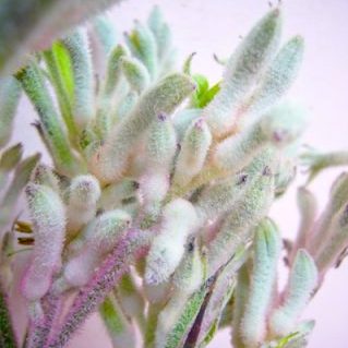 ブッシュダイアモンド