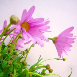 ブライダルピンク