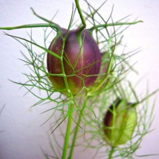 ブラックポッド