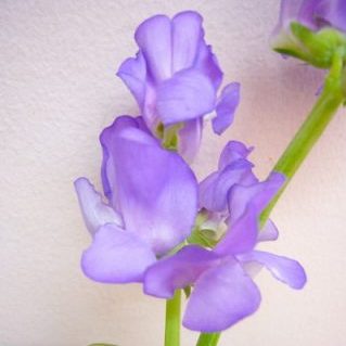 ブルーフレグランス