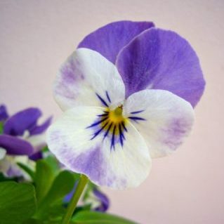 ブルー＆ホワイト