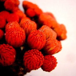 ブローニアレッド