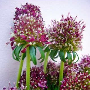 プチヘンナヤツ