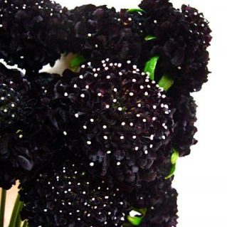 プチポンブラック