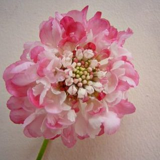 プリティレディ