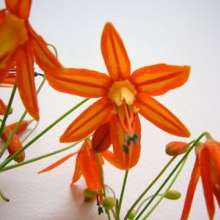 ベッセラエレガンス