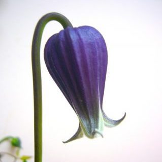 ベルベッドベル