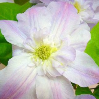 ベロニカズチョイス