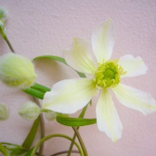 ホワイトジュエル