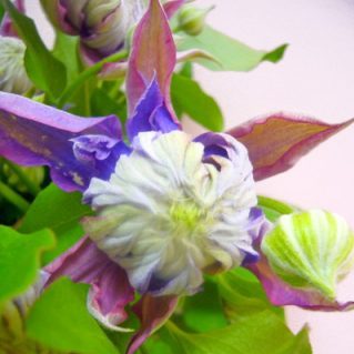 マジックフォンテン