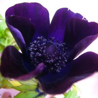 マリアンヌボルドー