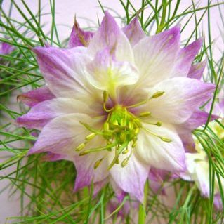 マルベリーローズ